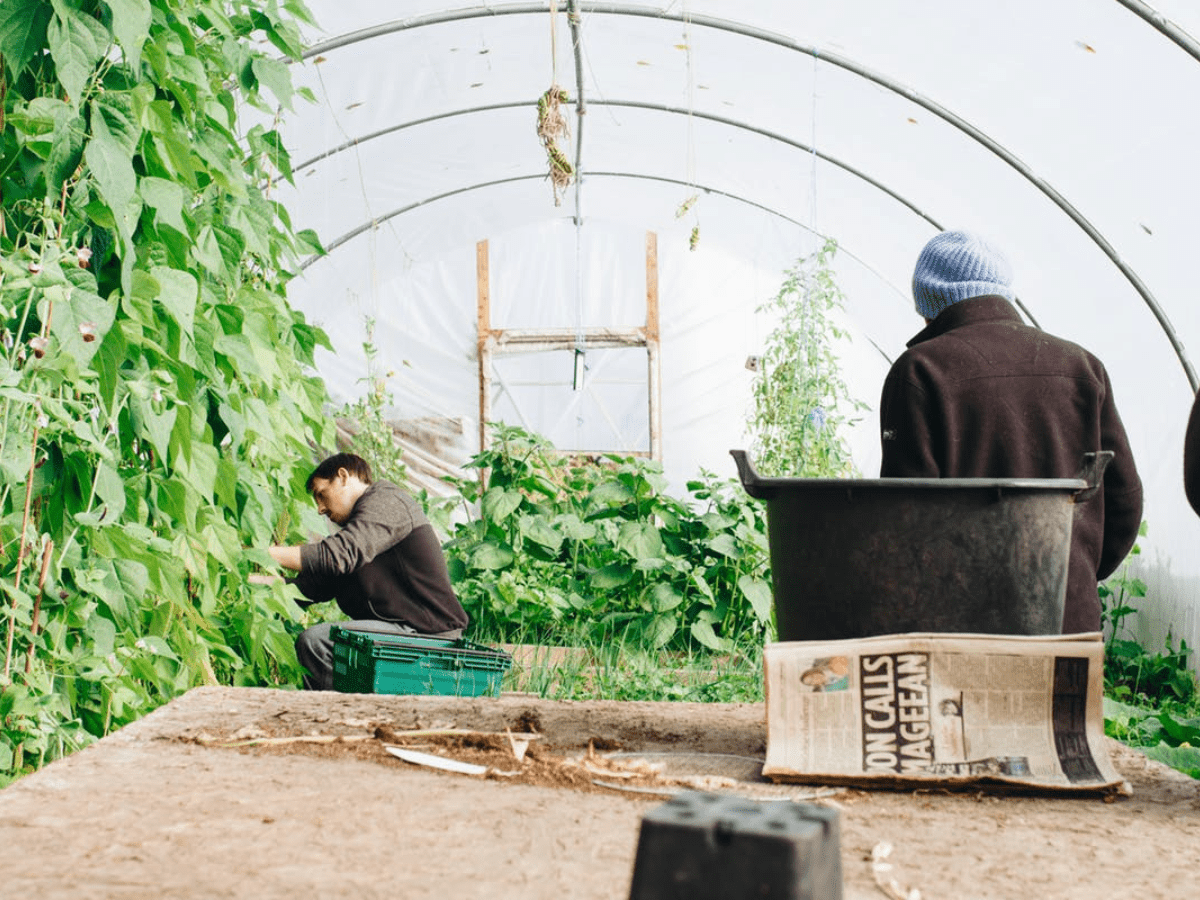 Healing Hubs Greenhouse