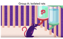 Group A: Isolated rats
